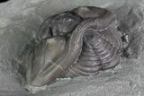 Wide Enrolled Flexicalymene Trilobite - Mt Orab, Ohio #85387-2